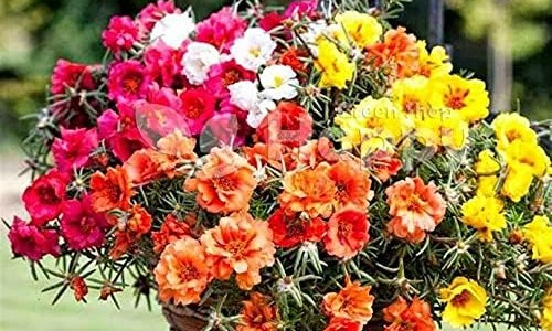 苦参素多少钱一盒-苦参素片说明书、苦参素胶囊价格 -兰信苦参素片价格网