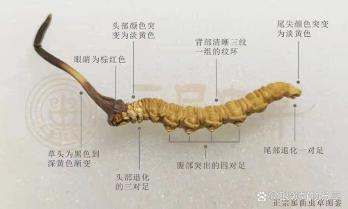 苦参素胶囊价格-苦参素片说明书、苦参素胶囊价格 -兰信苦参素片价格网